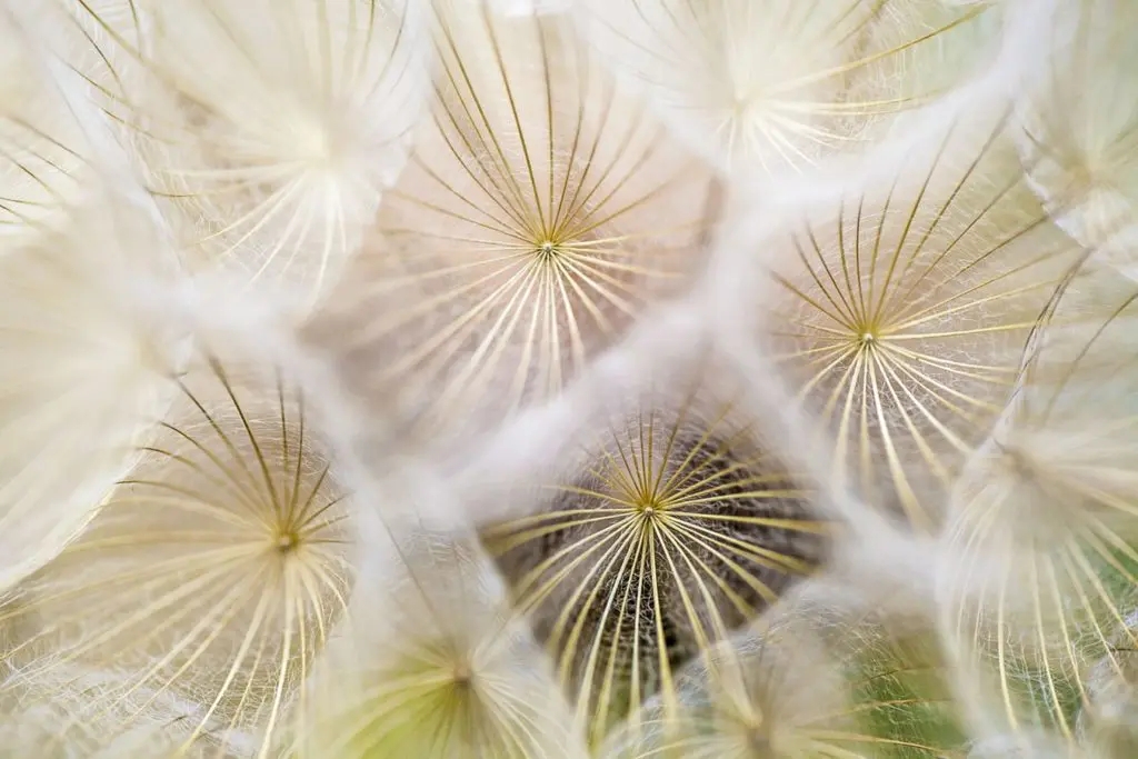 Mastering Abstract Flower Photography: A Comprehensive Guide